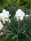 Півники бородаті "Крістмас" (Iris "Christmas") - 3