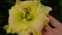 Лілійник "Фест Найт" (Hemerocallis "First Knight") - 6
