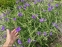 Традесканція віргінська (Tradescantia virginiana) - 1