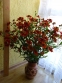 Геленіум "Флеммендес Кетчен" (Helenium "Flammendes Katchen") - 2