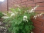 Лампрокапнос чудовий "Альба" (Lamprocapnos spectabilis "Alba") - Діцентра чудова "Альба" - 1