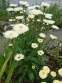 Королиця "Реал Гелаксі" (Leucanthemum x superbum "Real Galaxу") - 4
