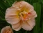 Лілійник "Сілоам Дабл Классік" (Hemerocallis "Siloam Double Classic") - 3