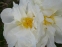Півонія "Боул оф Крім" (Paeonia "Bowl of Cream") - 1