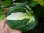 Хоста "Вірлвінд"  (Hosta "Whirlwind") - 1