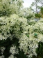Клематіс прямий (Clematis recta) - 7