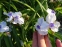 Традесканція Андерсона "Оспрей" (Tradescantia х andersoniana "Osprey") - 1