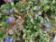 Цератостигма плюмбагоподібна (Ceratostigma plumbaginoides) - 4