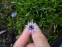 Глобулярія серцеподібнолиста (Globularia cordifolia L.)  - 4