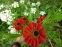 Геленіум "Ред Армі" (Helenium "Red Army") - 1