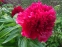 Півонія "Ред Шарм" (Paeonia "Red Charm") - 6