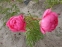 Півонія "Цітерія" (Paeonia "Cytherea") - 1