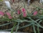 Тюльпан "Літтл Б'юті" (Tulipa "Little Beauty") - 2