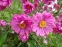 Анемона японська "Паміна" (Anemone japonica "Pamina") - 4