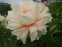 Півонія "Хізер" (Paeonia "Heather") - 4