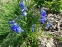 Пенстемон альпійський (Penstemon alpinus Ton.) - 1