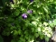 Орлики звичайні "Лепрекон Голд" (Aquilegia vulgaris "Leprechaun Gold") - 7