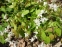 Горянка пишна "Нівеум" (Epimedium x youngianum "Niveum") - 3