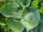 Хоста "Абіква Дрінкінг Гоурд" (Hosta "Abiqua Drinking Gourd") - 1