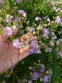Герань лучна "Саммер Скайс" (Geranium pratense "Summer Skies") - 1