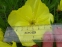 Енотера міссурійська (Oenothera missouriensis) - 1