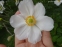 Анемона японська "Андреа Аткінсон" (Anemone japonica "Andrea Atkinson") - 7