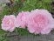 Півонія "Сюзі Ку" (Paeonia "Susie Q") - 1