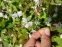 Горянка пишна "Нівеум" (Epimedium x youngianum "Niveum") - 8