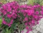 Айстра новобельгійська "Роял Рубі" (Aster novi-belgii "Royal Ruby") - 5