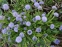 Глобулярія крапкова (Globularia bisnagarica L.) - 5