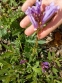 Пенстемон кущовий різновид Скулера (Penstemon fruticosus var. scouleri) - 1