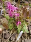 Горянка великоквіткова "Юбае" (Epimedium grandiflorum "Yubae") - 4