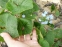 Бруннера сибірська (Brunnera sibirica Stev.) - 4