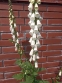 Наперстянка пурпурова "Альба" (Digitalis purpurea var. Аlba) - 3