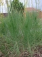 Асфоделіна ліборнська (Asphodeline liburnica) - 2