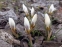 Крокус золотистий "Сноу Бантін" (Crocus chrysanthus"Snow Bunting") - 1