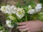 Чемерник гібридний "Харвінгтон Дабл Вайт Спеклед" (Helleborus x hybridus "Harvington Double White Speckled") - 2