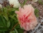 Півонія "Тріфена Паркін" (Paeonia "Triphena Parkin") - 5