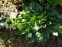 Глобулярія вузькопелюсткова (Globularia trichosantha) - 2