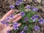 Сизюринхій гірський (Sisyrinchium montanum) - 1