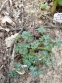 Орлики зеленоквіткові "Шоколадний солдатик" (Aquilegia viridiflora "Chocolate Soldier" - 3
