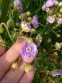 Герань лучна "Саммер Скайс" (Geranium pratense "Summer Skies") - 5