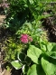 Первоцвіт японський (Primula japonica) або Примула японська - 4
