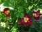 Лілійник "Франсіс оф Ассіс" (Hemerocallis "Francis of Assisi") - 2