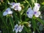 Традесканція Андерсона "Оспрей" (Tradescantia х andersoniana "Osprey") - 4