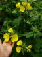 Енотера чотирикутна (Oenothera fruticosa subsp. glauca) - 3
