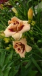 Лілійник "Розуіта"  (Hemerocallis "Roswitha") - 4