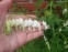 Лампрокапнос чудовий "Альба" (Lamprocapnos spectabilis "Alba") - Діцентра чудова "Альба" - 2