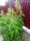 Гірчак мінливий (Persicaria polymorpha) - 11