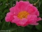 Півонія "Пінк Баблс" (Paeonia "Pink Bubbles") - 1